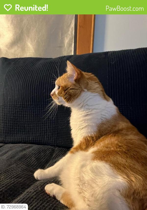 Reunited Male Cat last seen Grand Ave and 58th Avenue, Maspeth, Queens, NY 11378
