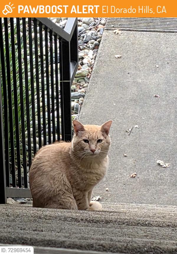 Found/Stray Male Cat last seen Francisco Drive/Green Valley, El Dorado Hills, CA 95762