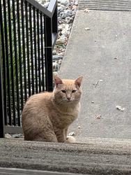 Found/Stray Male Cat last seen Francisco Drive/Green Valley, El Dorado Hills, CA 95762