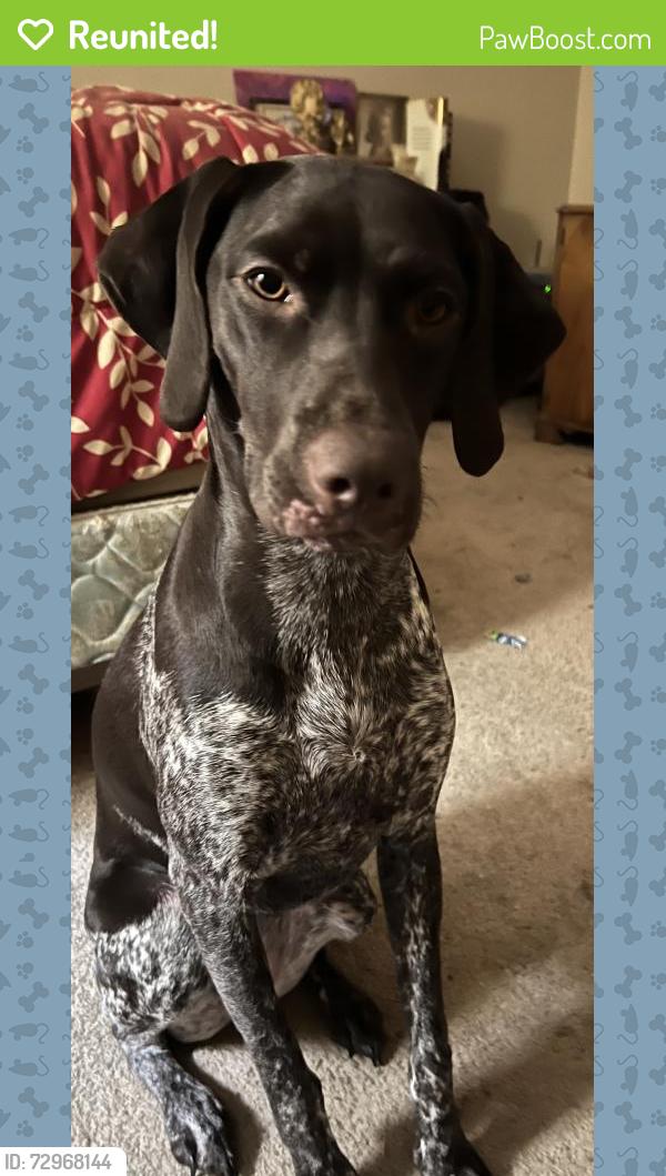 Reunited Female Dog last seen By Watauga Middle School, Watauga, TX 76148
