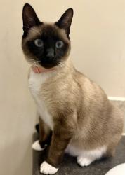 Reunited Female Cat last seen Whisperwood Neighborhood, North Rugby , Hendersonville, NC 28791