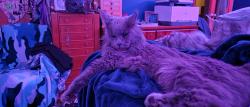 Reunited Male Cat last seen Addison, Antioch, IL 60002