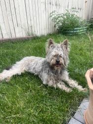 Reunited Unknown Dog last seen Was running down Tripp avenue and Armitage heading towards Fullerton., Chicago, IL 60639