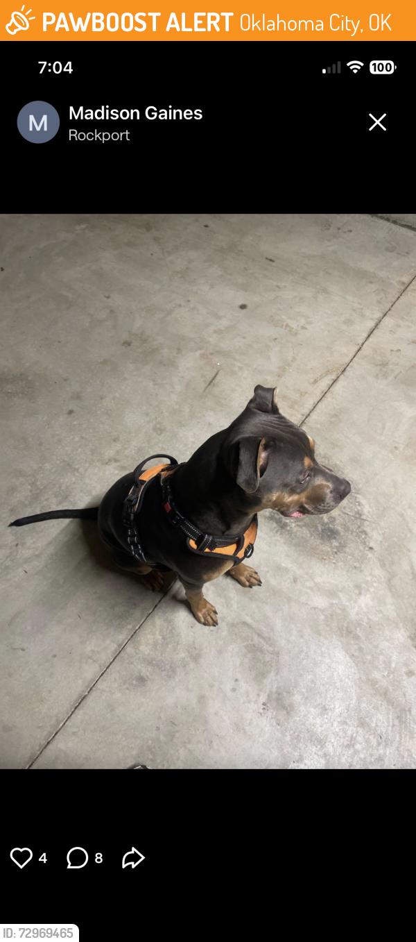 Found/Stray Male Dog last seen 125th st and Portland, Oklahoma City, OK 73170