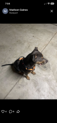 Found/Stray Male Dog last seen 125th st and Portland, Oklahoma City, OK 73170