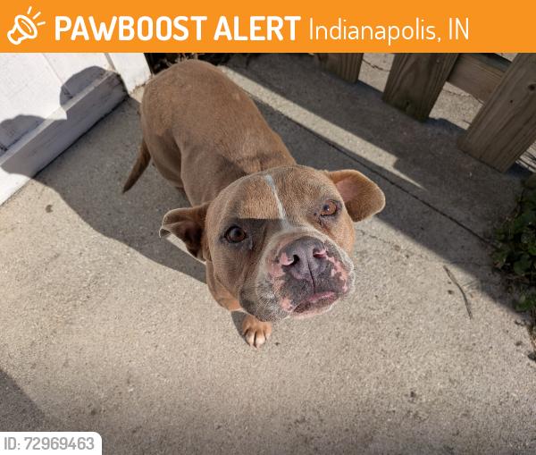 Found/Stray Male Dog last seen Arsenal, Marlow , Indianapolis, IN 46201