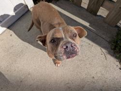 Found/Stray Male Dog last seen Arsenal, Marlow , Indianapolis, IN 46201