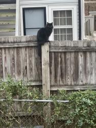 Lost Male Cat last seen Fairway Rd, Asheville, NC 28805