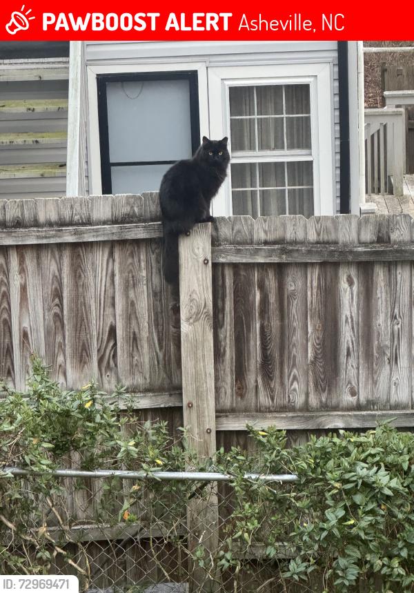 Lost Male Cat last seen Fairway Rd, Asheville, NC 28805