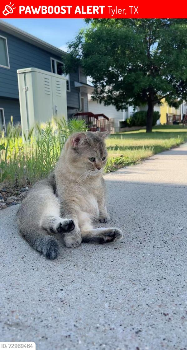 Lost Female Cat last seen RiceRoad, Tyler, TX 75703