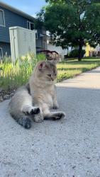 Lost Female Cat last seen RiceRoad, Tyler, TX 75703