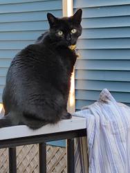 Lost Female Cat last seen Robert Lane and Sewell Mill, Marietta, GA 30062