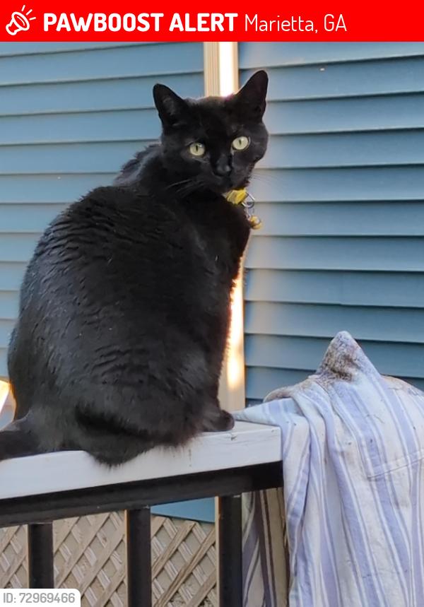 Lost Female Cat last seen Robert Lane and Sewell Mill, Marietta, GA 30062