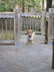 Reunited Female Dog last seen Shadowood Court, Lexington County, SC 29212