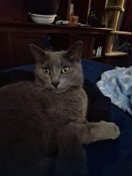 Reunited Male Cat last seen Rear Coats Alley, Columbia, MO 65201