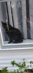 Lost Male Cat last seen Orangewood LKS Mobil home park, New Port Richey, FL 34653