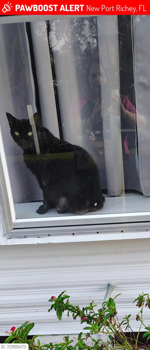 Lost Male Cat last seen Orangewood LKS Mobil home park, New Port Richey, FL 34653