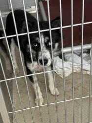 Shelter Stray Female Dog last seen GRAHAM, 221 Stone Quarry Rd, Burlington, NC 27217, USA