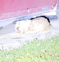 Shelter Stray Male Dog last seen Near BLOCK RAIN DANCE, San Antonio, TX 78227