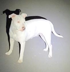 Shelter Stray Female Dog last seen Near BLOCK BIRCH VALLEY, San Antonio, TX 78227