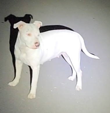 Shelter Stray Female Dog last seen Near BLOCK BIRCH VALLEY, San Antonio, TX 78227