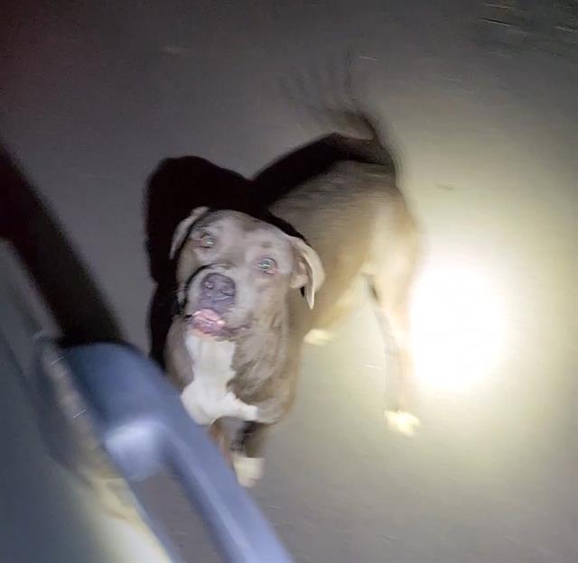 Shelter Stray Male Dog last seen Near BLOCK BIRCH VALLEY, San Antonio, TX 78227