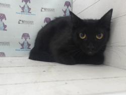 Shelter Stray Female Cat last seen , Orlando, FL 32839