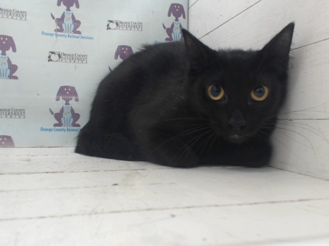Shelter Stray Female Cat last seen , Orlando, FL 32839