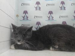 Shelter Stray Male Cat last seen , Orlando, FL 32839