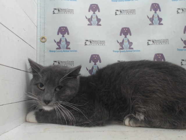 Shelter Stray Male Cat last seen , Orlando, FL 32839