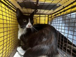 Shelter Stray Male Cat last seen , Los Angeles, CA 90031