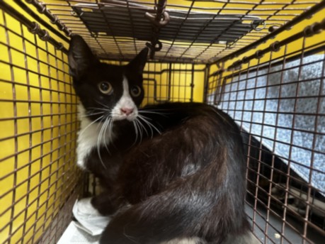Shelter Stray Female Cat last seen , 3201 Lacy St, Los Angeles, CA 90031, USA