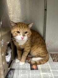 Shelter Stray Male Cat last seen , Los Angeles, CA 90031