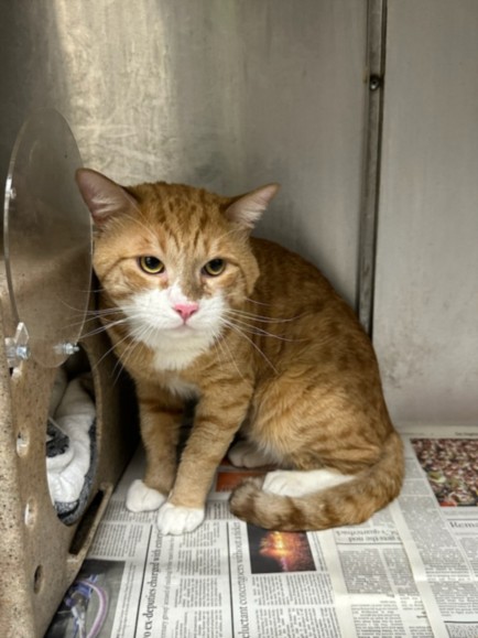 Shelter Stray Male Cat last seen , 3201 Lacy St, Los Angeles, CA 90031, USA