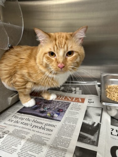 Shelter Stray Male Cat last seen , 3201 Lacy St, Los Angeles, CA 90031, USA