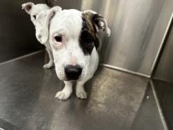 Shelter Stray Female Dog last seen , Los Angeles, CA 90031