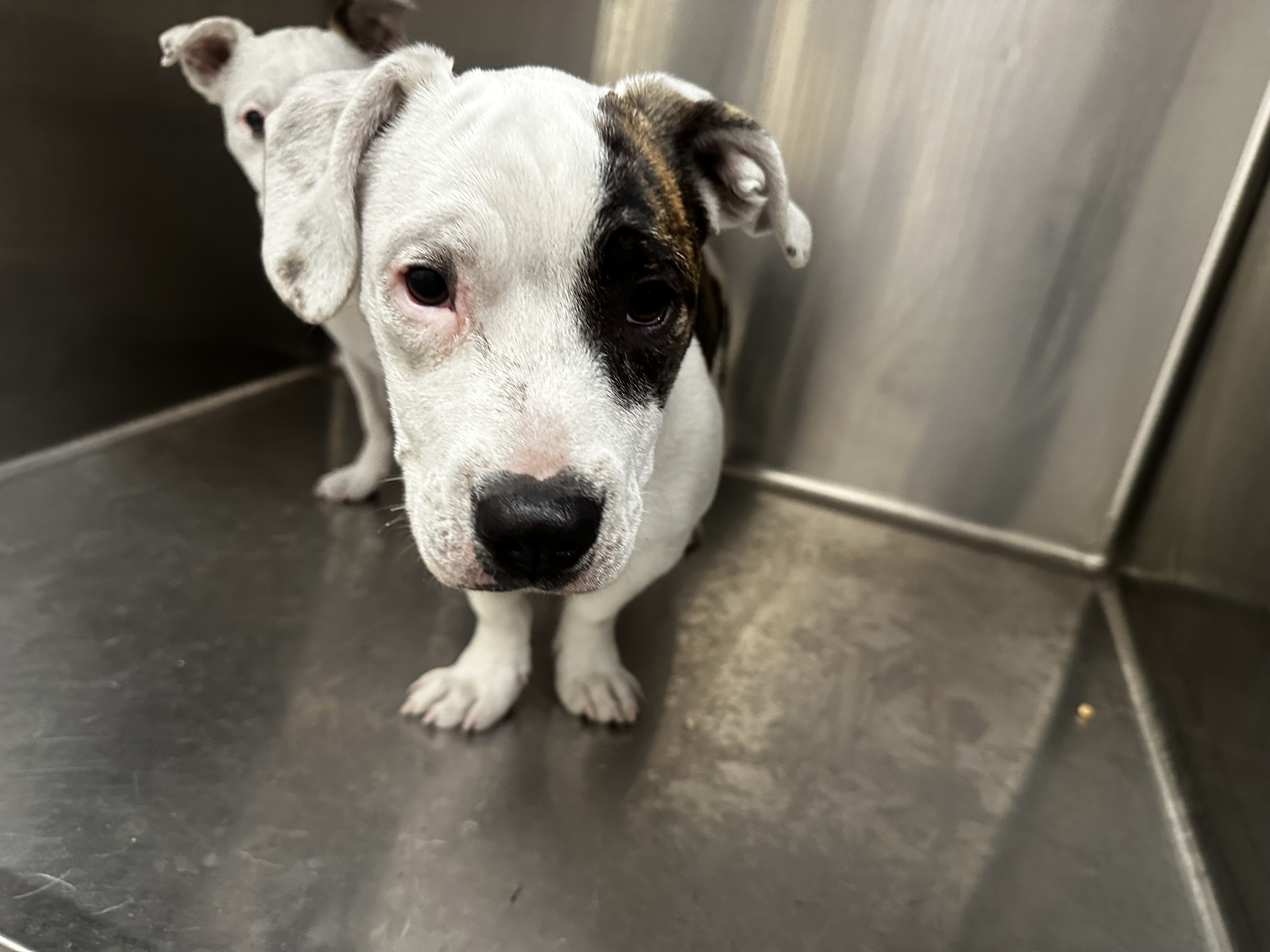Shelter Stray Female Dog last seen , Los Angeles, CA 90031