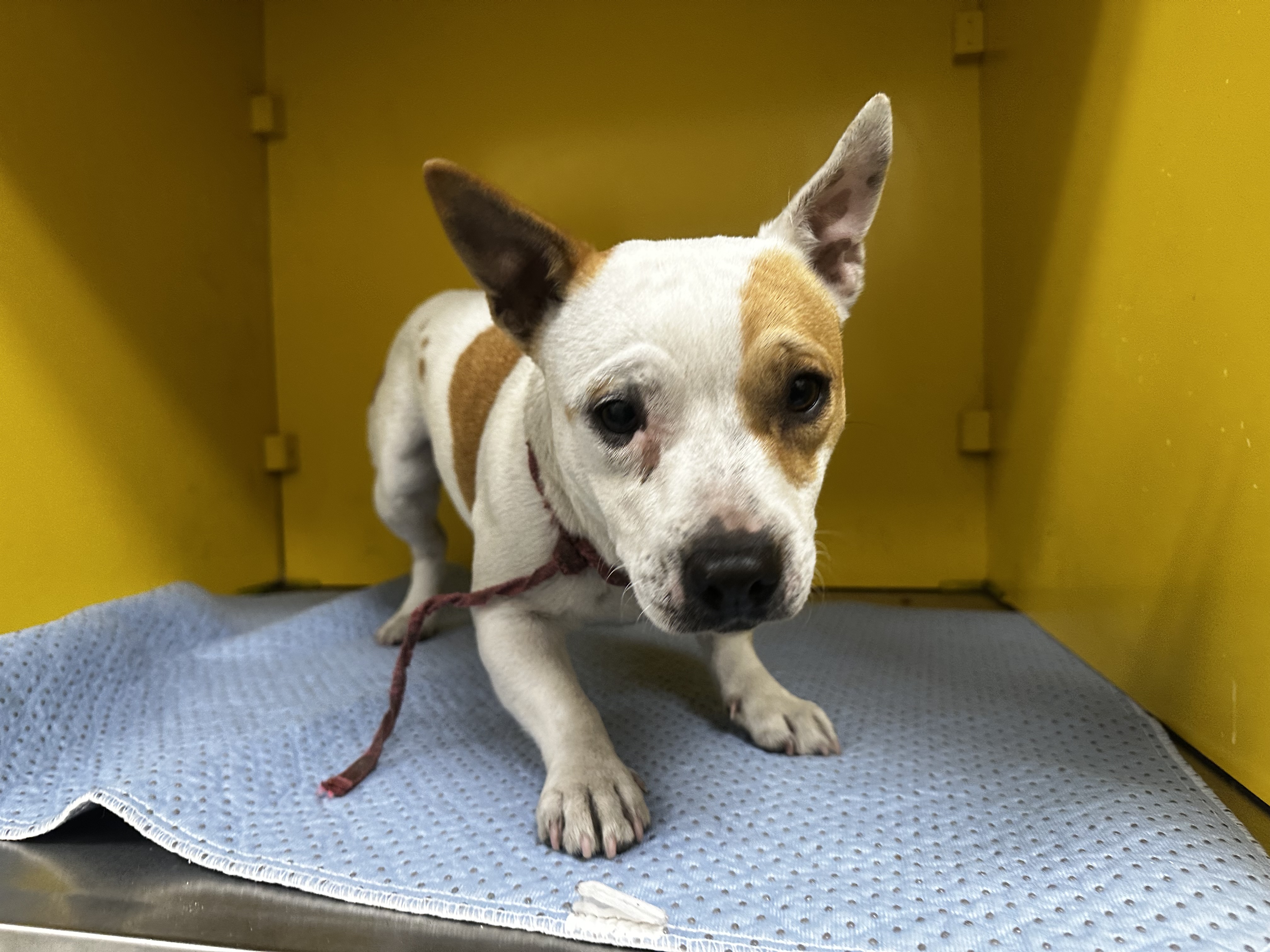 Shelter Stray Female Dog last seen , Los Angeles, CA 90031
