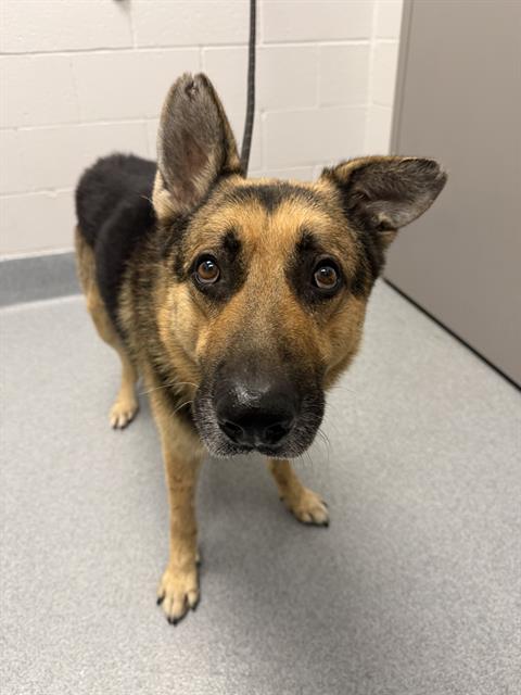 Shelter Stray Male Dog last seen Near , 2600 S Harding St, Indianapolis, IN 46221, USA