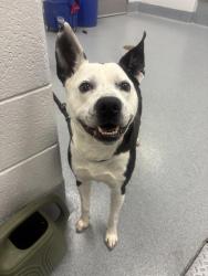 Shelter Stray Male Dog last seen Near , Indianapolis, IN 46221