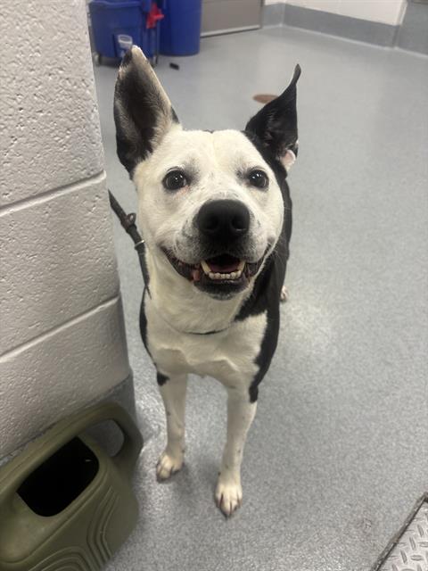 Shelter Stray Male Dog last seen Near , 2600 S Harding St, Indianapolis, IN 46221, USA
