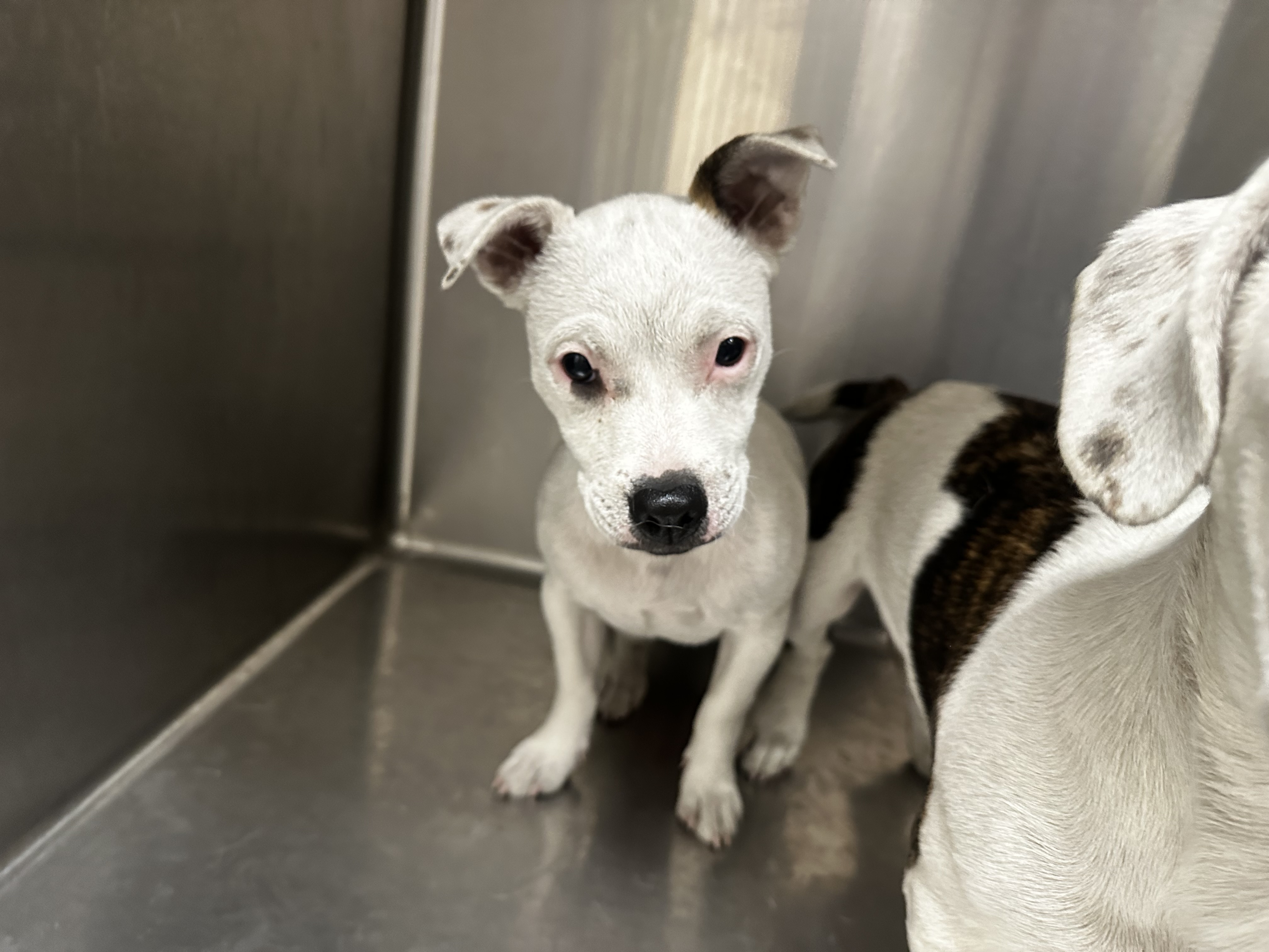 Shelter Stray Female Dog last seen , Los Angeles, CA 90031
