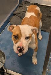 Shelter Stray Female Dog last seen Near BLOCK WISCONSIN ST, DETROIT MI 48238, 7401 Chrysler Dr, Detroit, MI 48211, USA