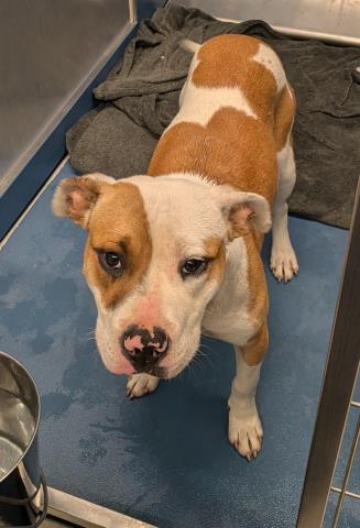 Shelter Stray Female Dog last seen Near BLOCK WISCONSIN ST, DETROIT MI 48238, 7401 Chrysler Dr, Detroit, MI 48211, USA