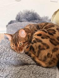 Reunited Female Cat last seen Manzanita, Lakeside, CA 92040