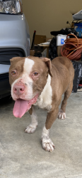 Found/Stray Male Dog last seen Upland Dr. & Sherwood Forest St., Houston, TX 77043