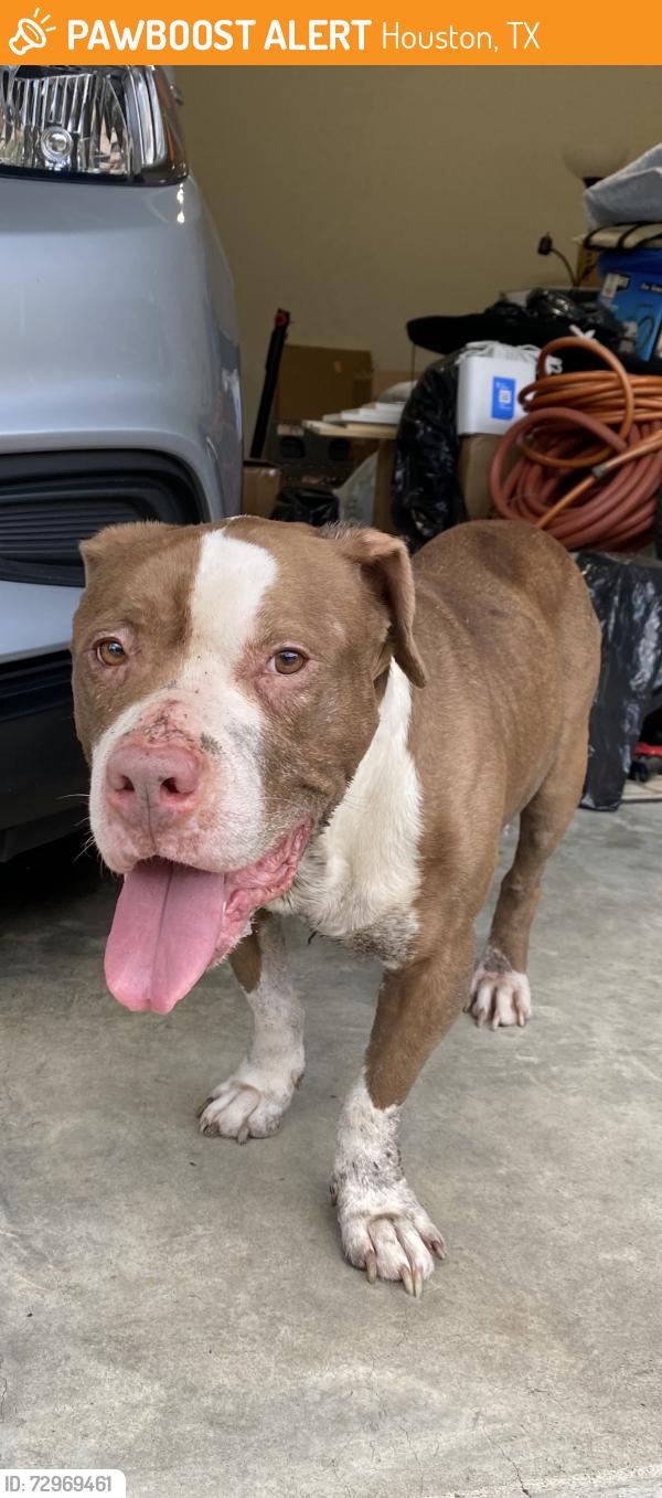 Found/Stray Male Dog last seen Upland Dr. & Sherwood Forest St., Houston, TX 77043