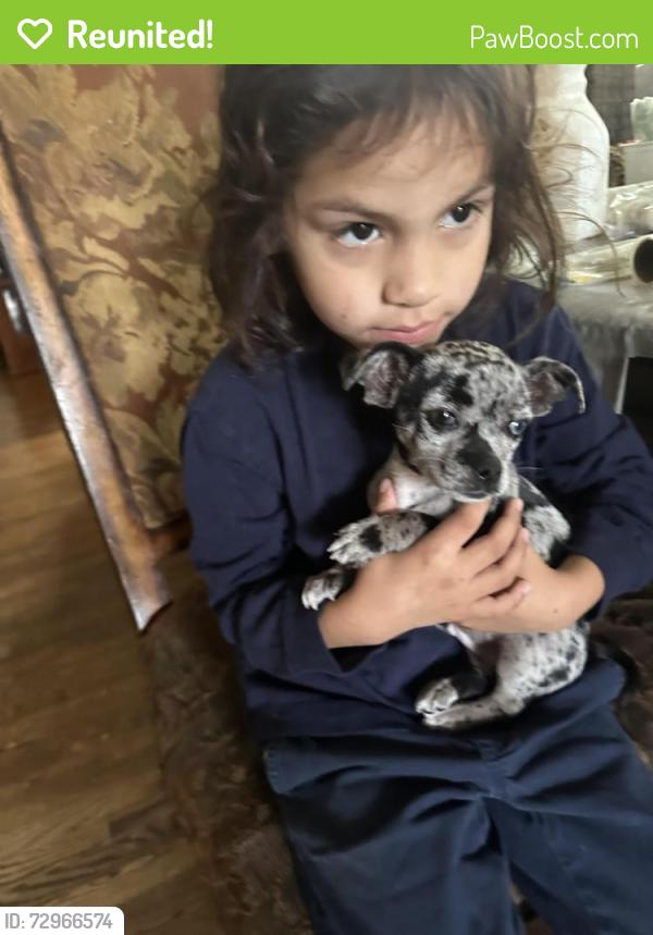 Reunited Male Dog last seen 78th St and 88th Ave, Queens, NY 11421