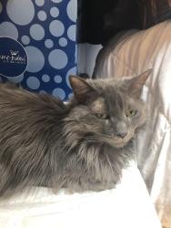 Lost Female Cat last seen New York Ave, Glendale, CA 91214
