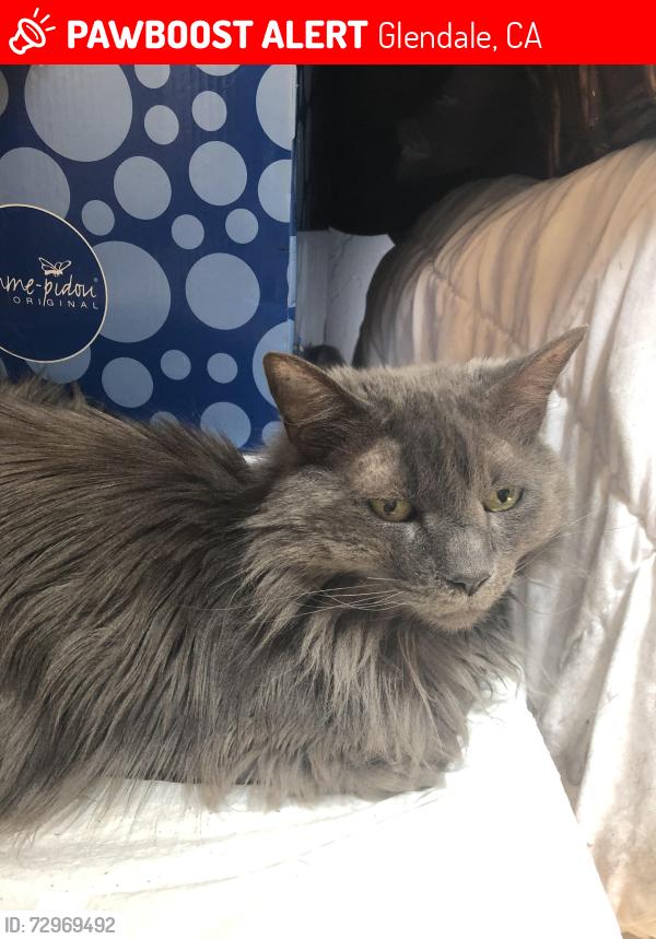 Lost Female Cat last seen New York Ave, Glendale, CA 91214